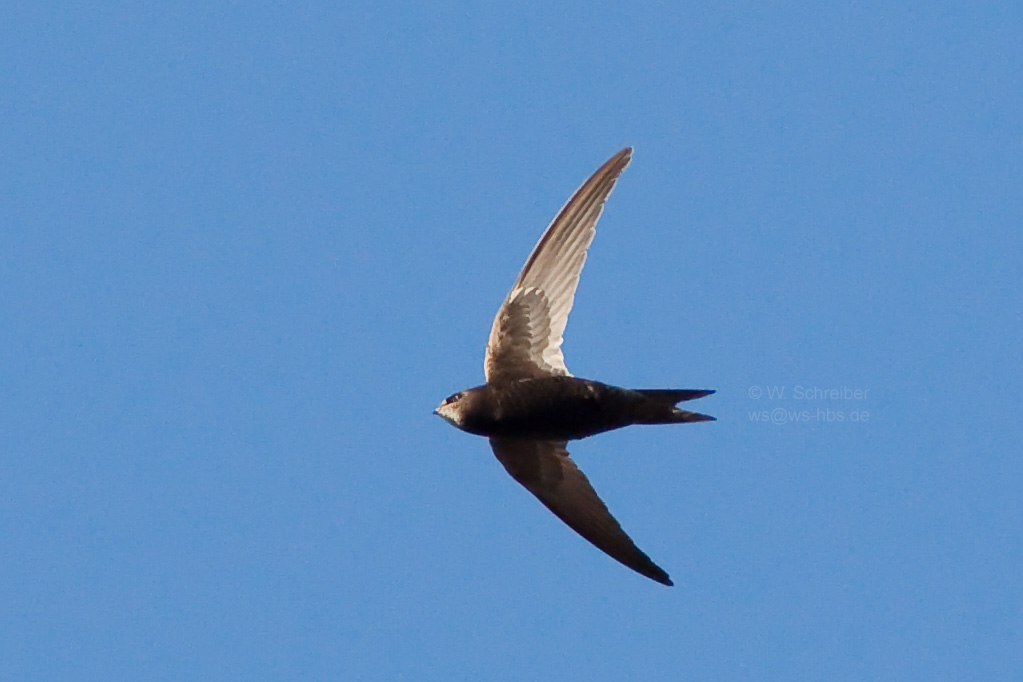 Mauerseglerflugbild